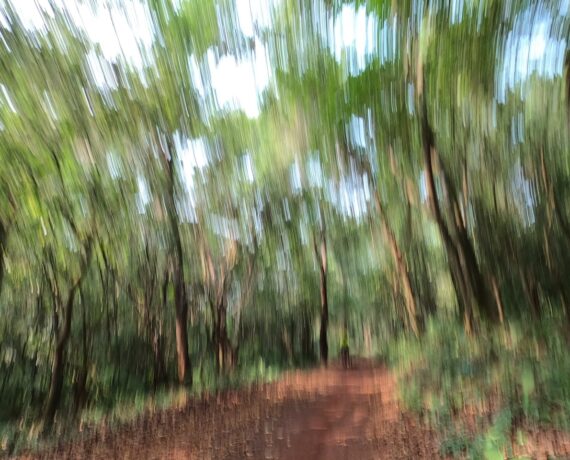 Wilderness, forest, nature,